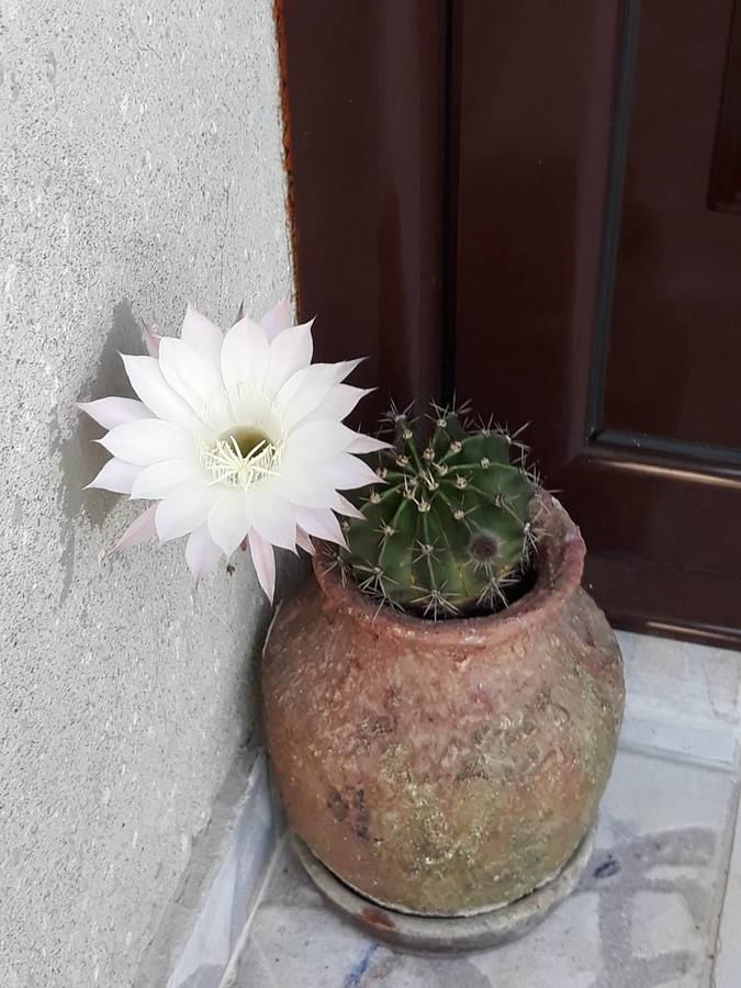 Апартаменты Apartments La Dolce Vita Херцег-Нови-18