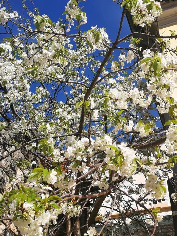 Апартаменты Apartments La Dolce Vita Херцег-Нови-84