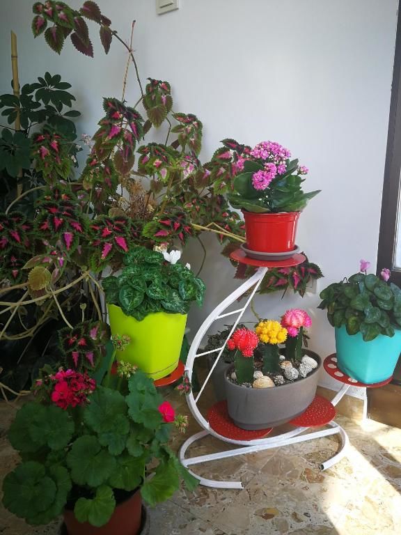 Апартаменты Apartments La Dolce Vita Херцег-Нови-102