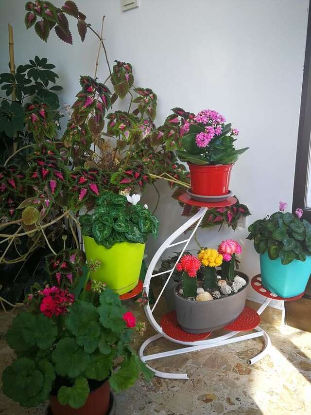 Апартаменты Apartments La Dolce Vita Херцег-Нови-16