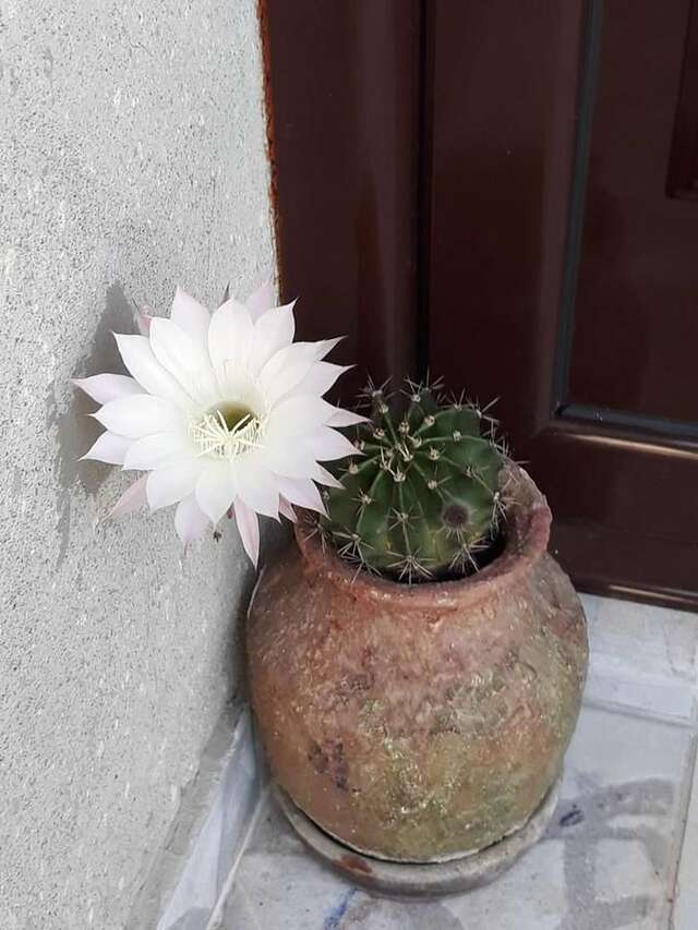 Апартаменты Apartments La Dolce Vita Херцег-Нови-17