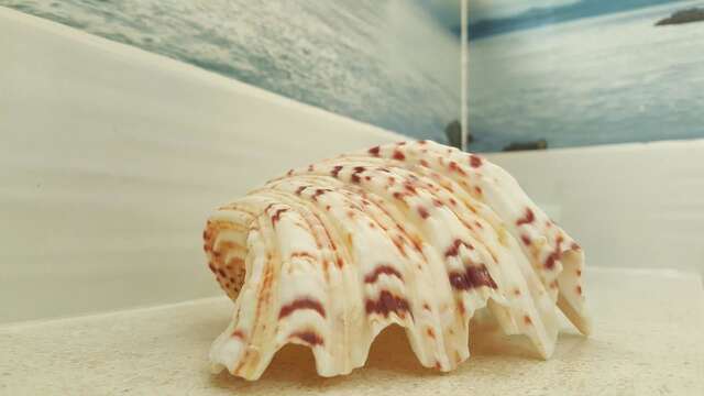 Апартаменты Apartments La Dolce Vita Херцег-Нови-39