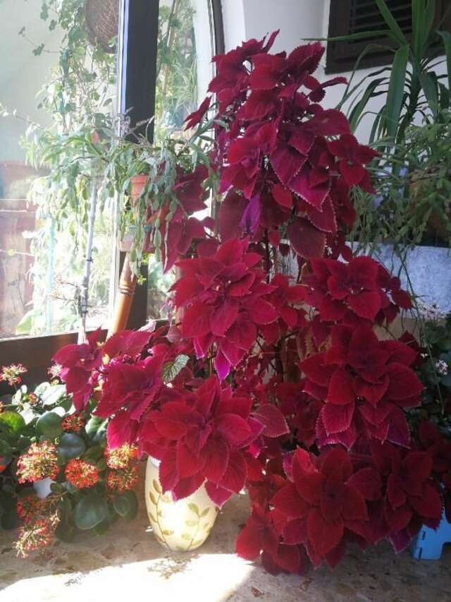 Апартаменты Apartments La Dolce Vita Херцег-Нови-100